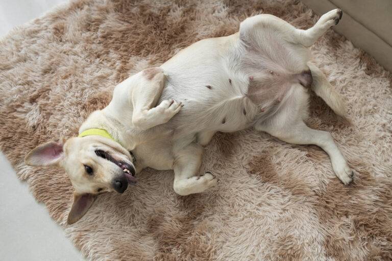 Primeiro Cio de Cachorro: O Que Fazer?