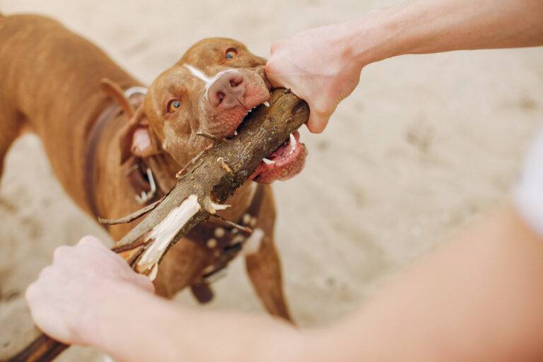 cachorro-pode-comer-mandioca