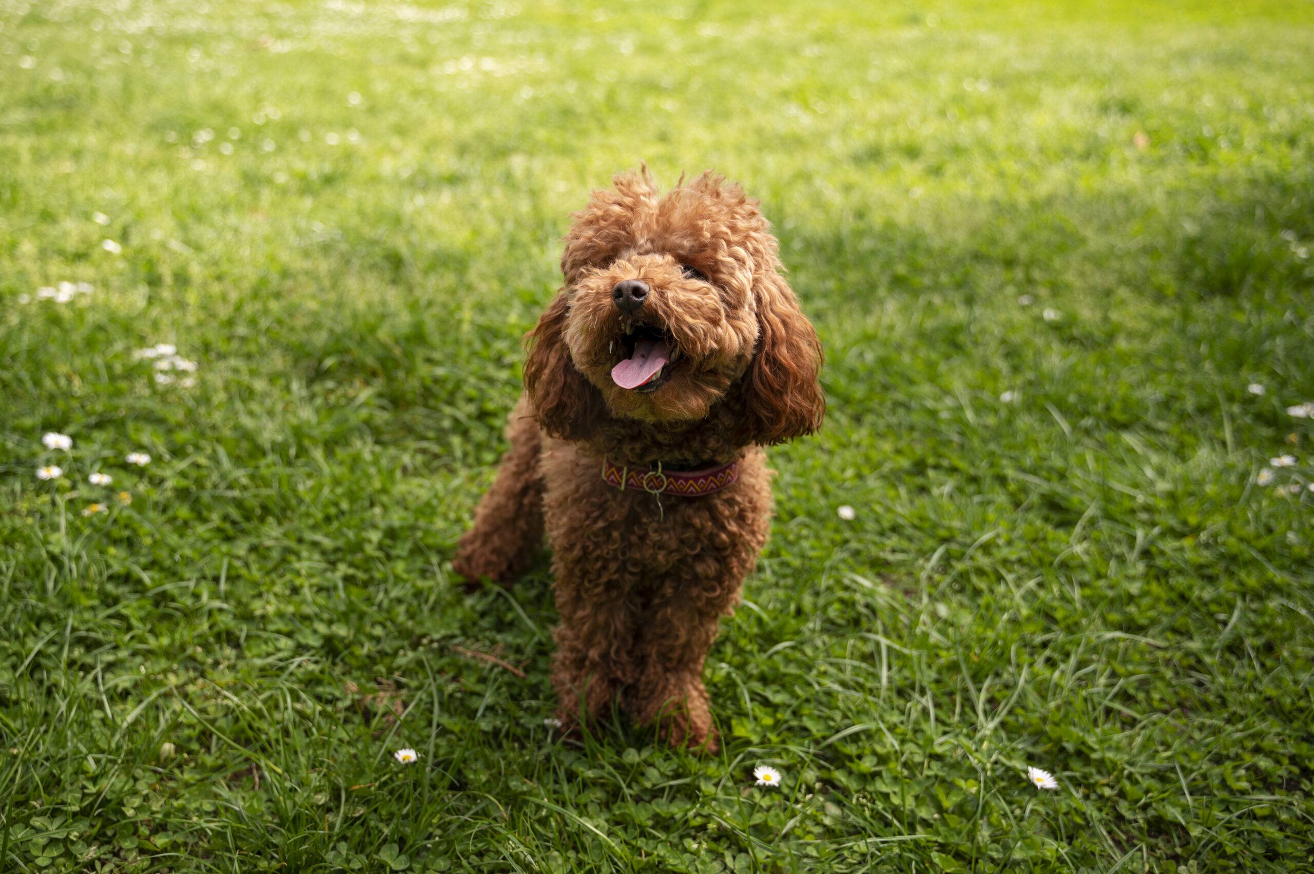 Cachorros pequenos para apartamento: 10 ra&ccedil;as indicadas