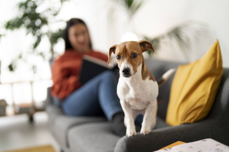 racas-cachorro-pequeno-apartamento