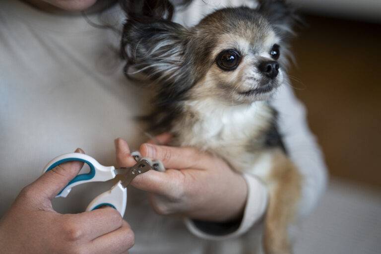 como-cortar-as-unhas-de-cachorro