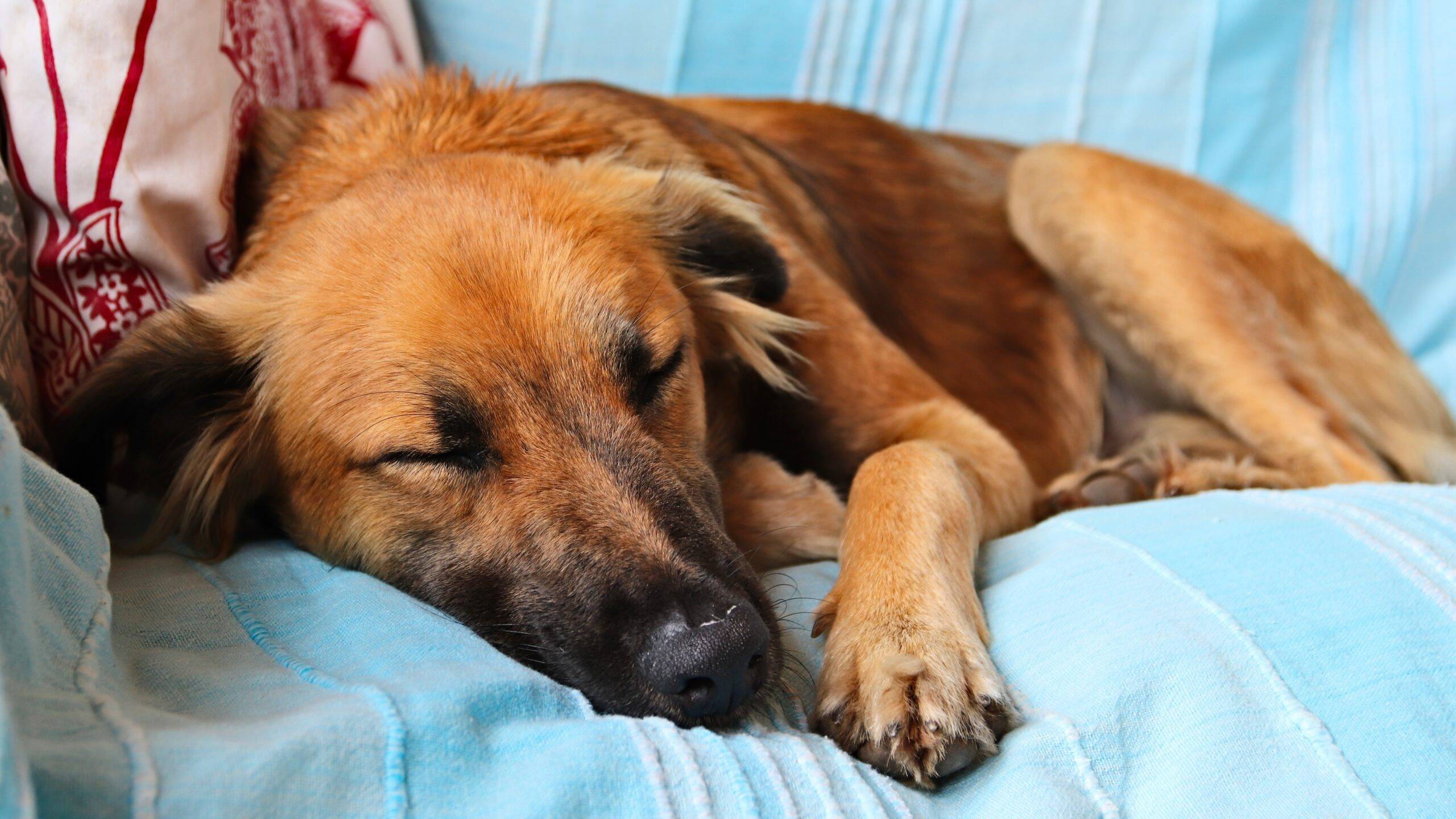 leishmaniose-canina