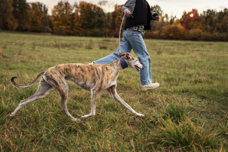 cachorro-de-corrida