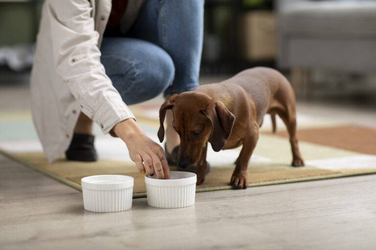 cachorro-pode-comer-batata-doce