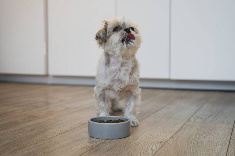 cachorro-pode-comer-ameixa