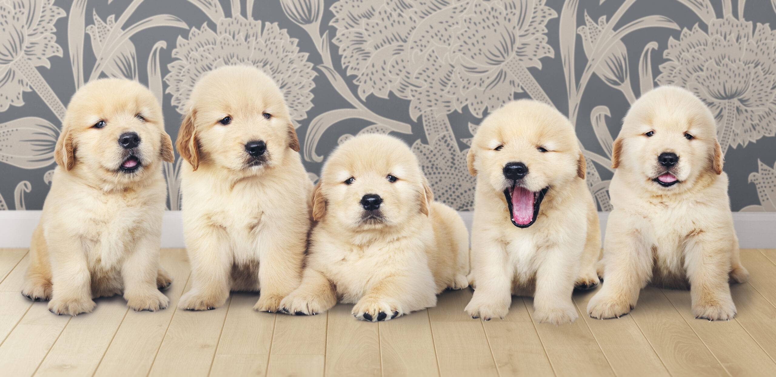 ate-quantos-meses-o-cachorro-come-racao-de-filhote