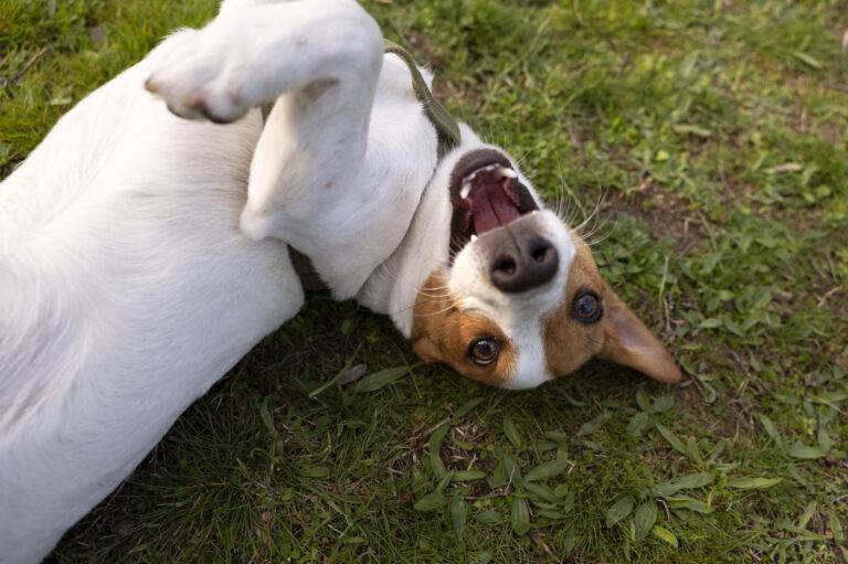 nomes-para-cachorro