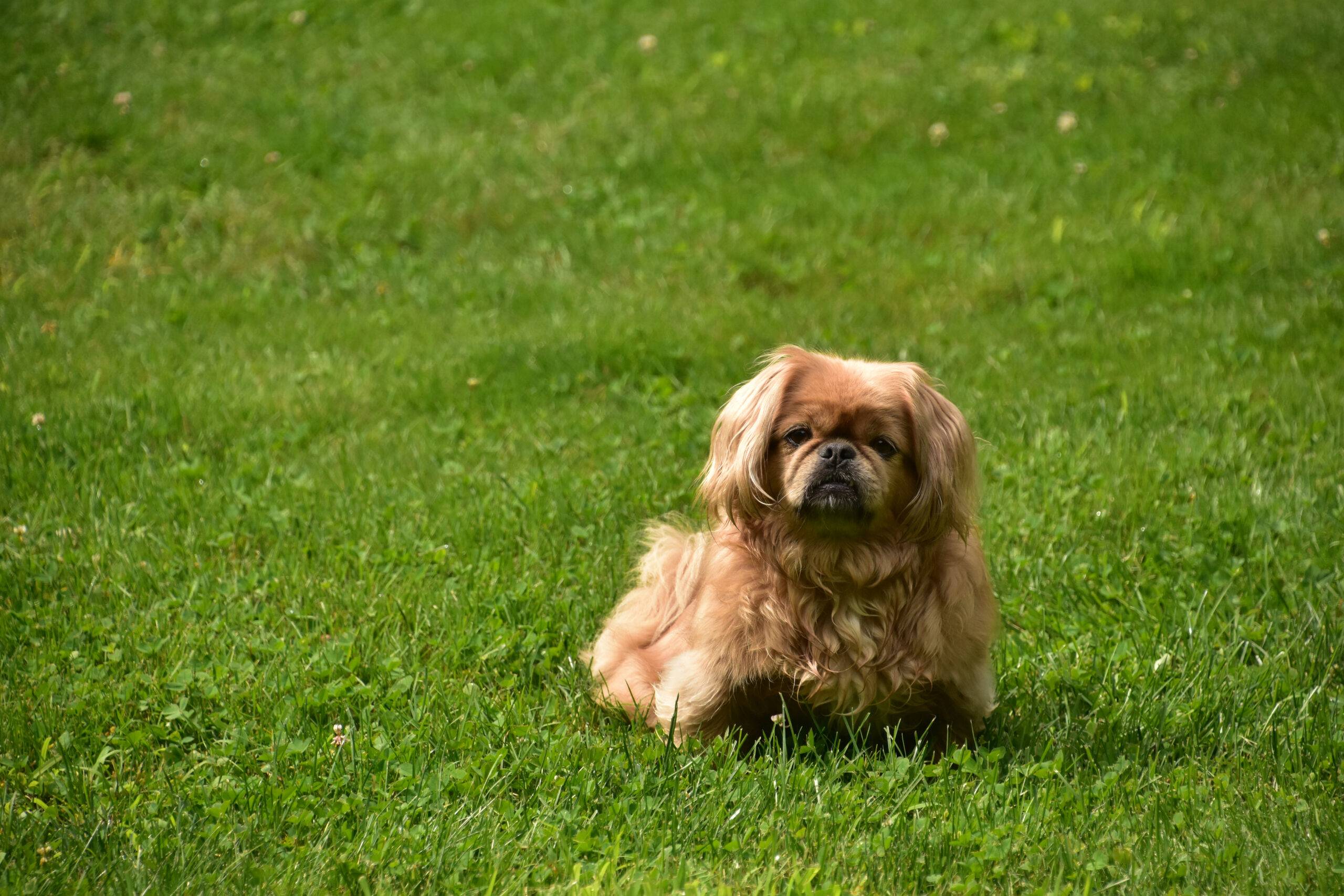 cachorro-com-sindrome-de-down