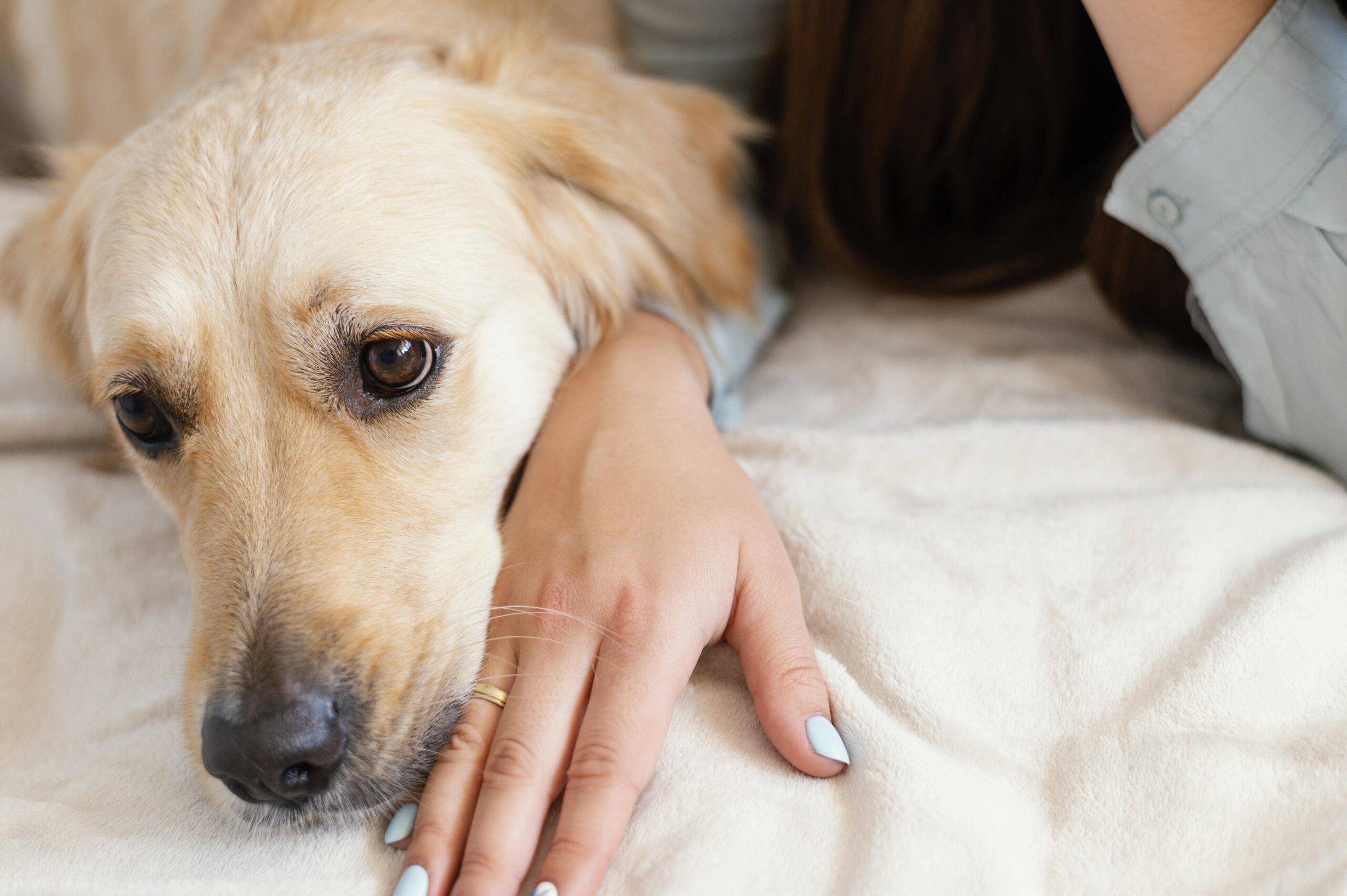 parvovirose-canina