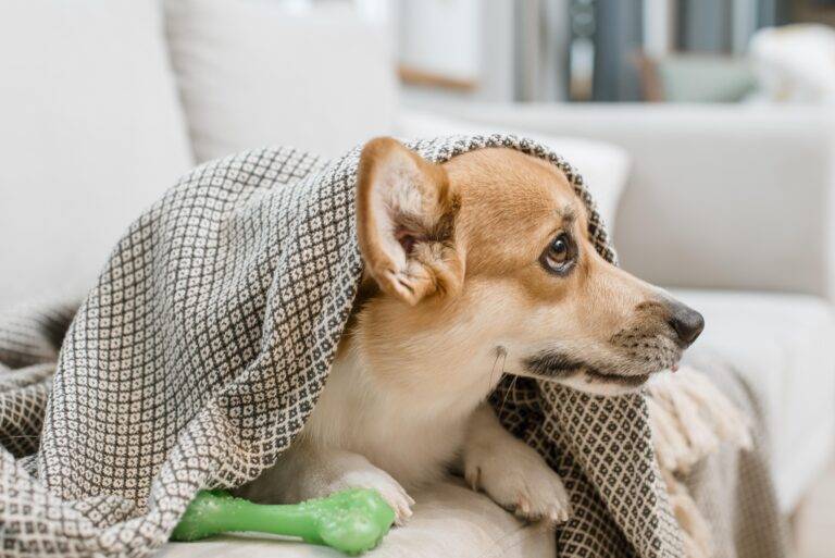 cachorro-pega-dengue