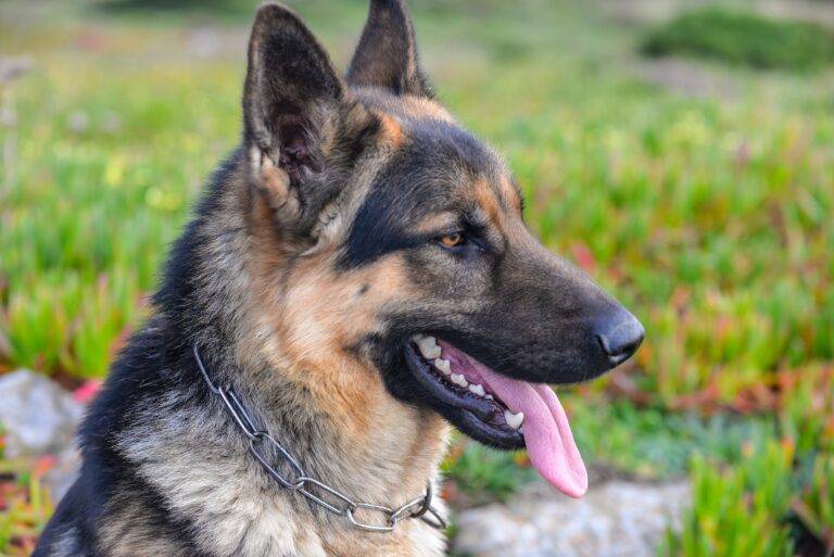 racas-de-cachorro-grande