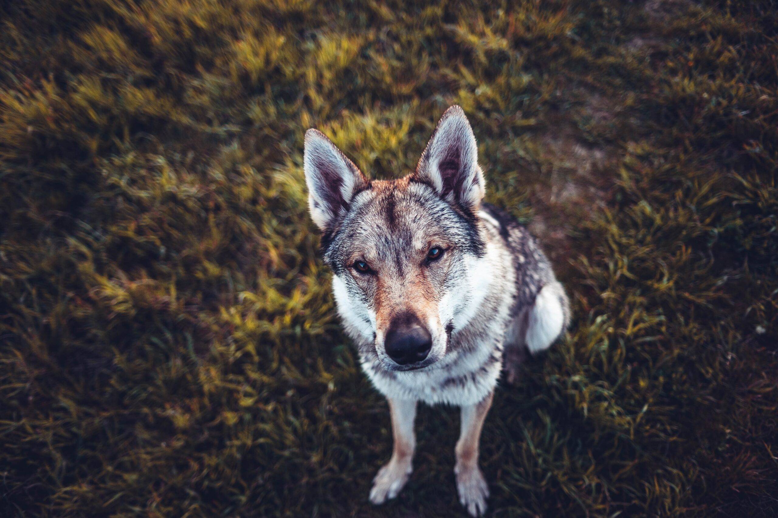 cachorro-que-parece-lobo
