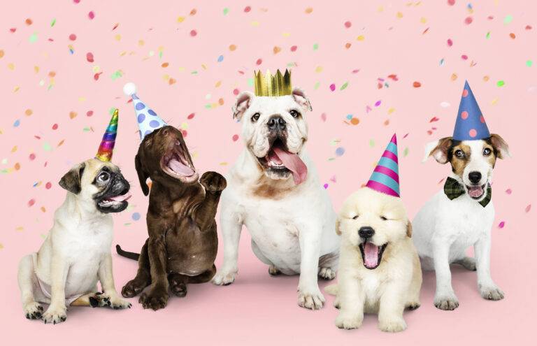dia-mundial-do-cachorro