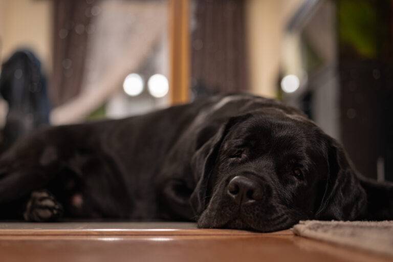 cachorro-gripado