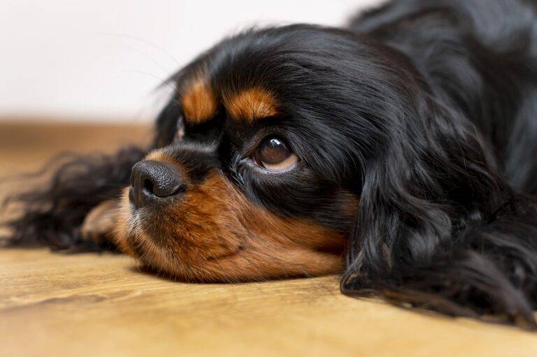 olho-vermelho-no-cachorro
