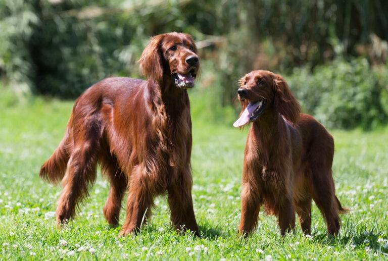 raca-de-cachorro-peludo-grande