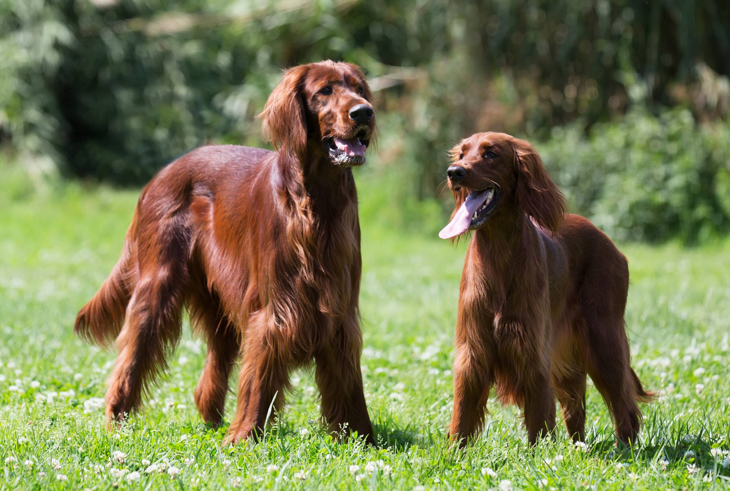 raca-de-cachorro-peludo-grande