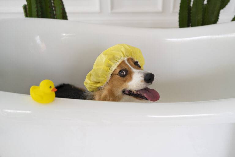 banho-em-cachorro
