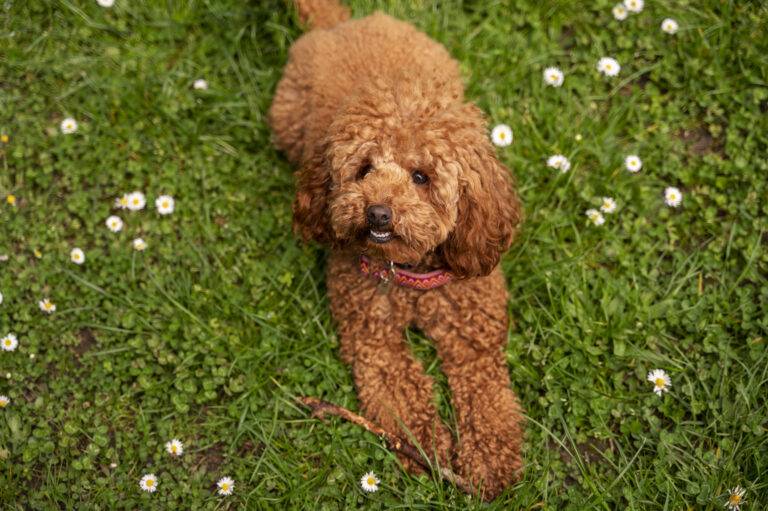 tipos-de-poodle