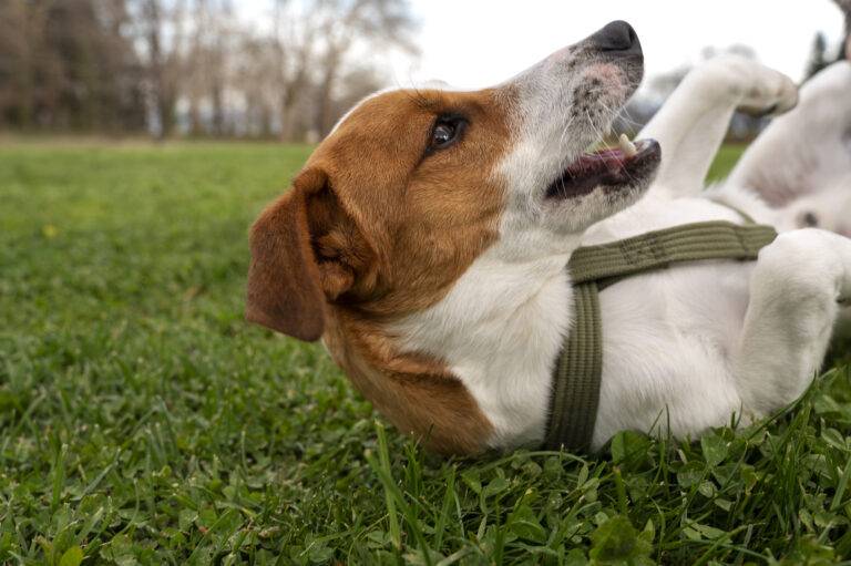 latido-de-cachorro-irritado