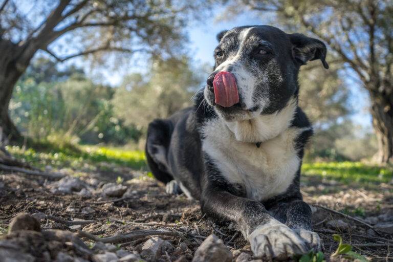 7 anos de cachorro equivale a quantos anos