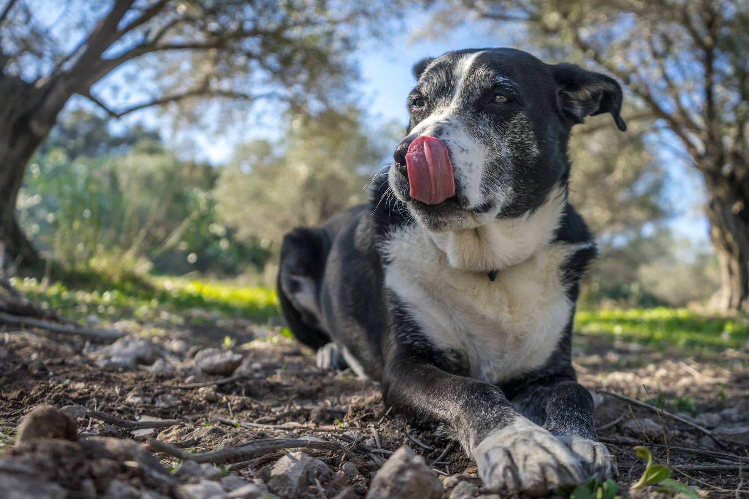 7 anos de cachorro equivale a quantos anos