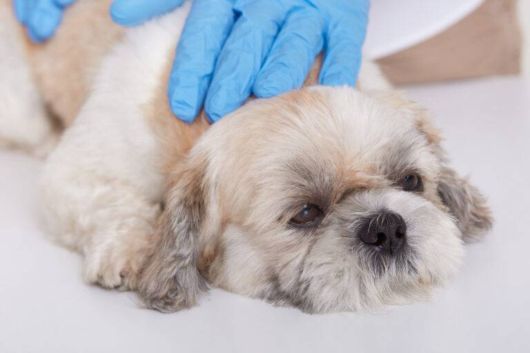 Infec&ccedil;&atilde;o urin&aacute;ria em cachorro
