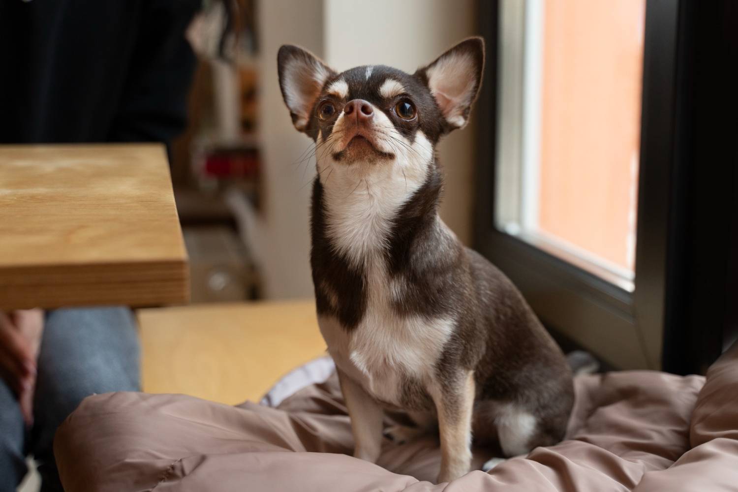 chihuahua expectativa de vida