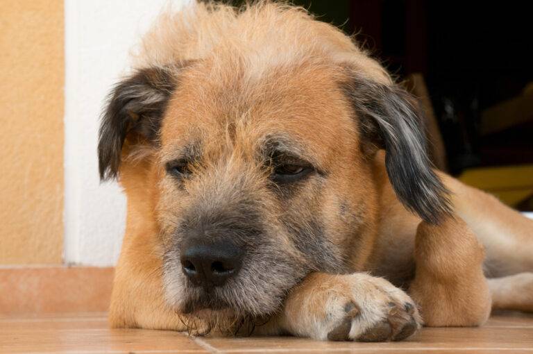 meu cachorro n&atilde;o quer comer