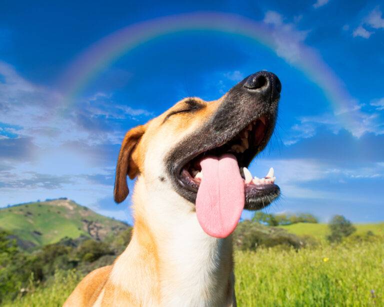 nomes engraçados para cachorro