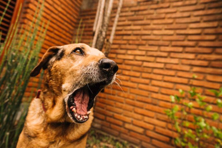 porque os cachorros uivam