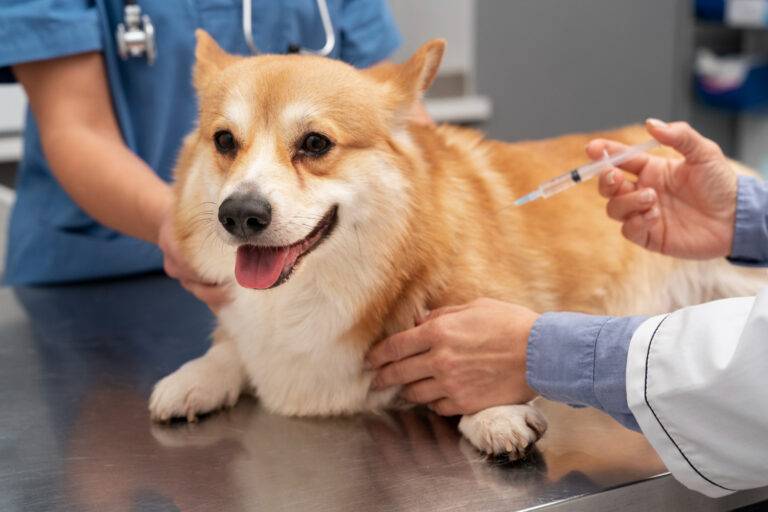 quais s&atilde;o as 3 primeiras vacinas para cachorro