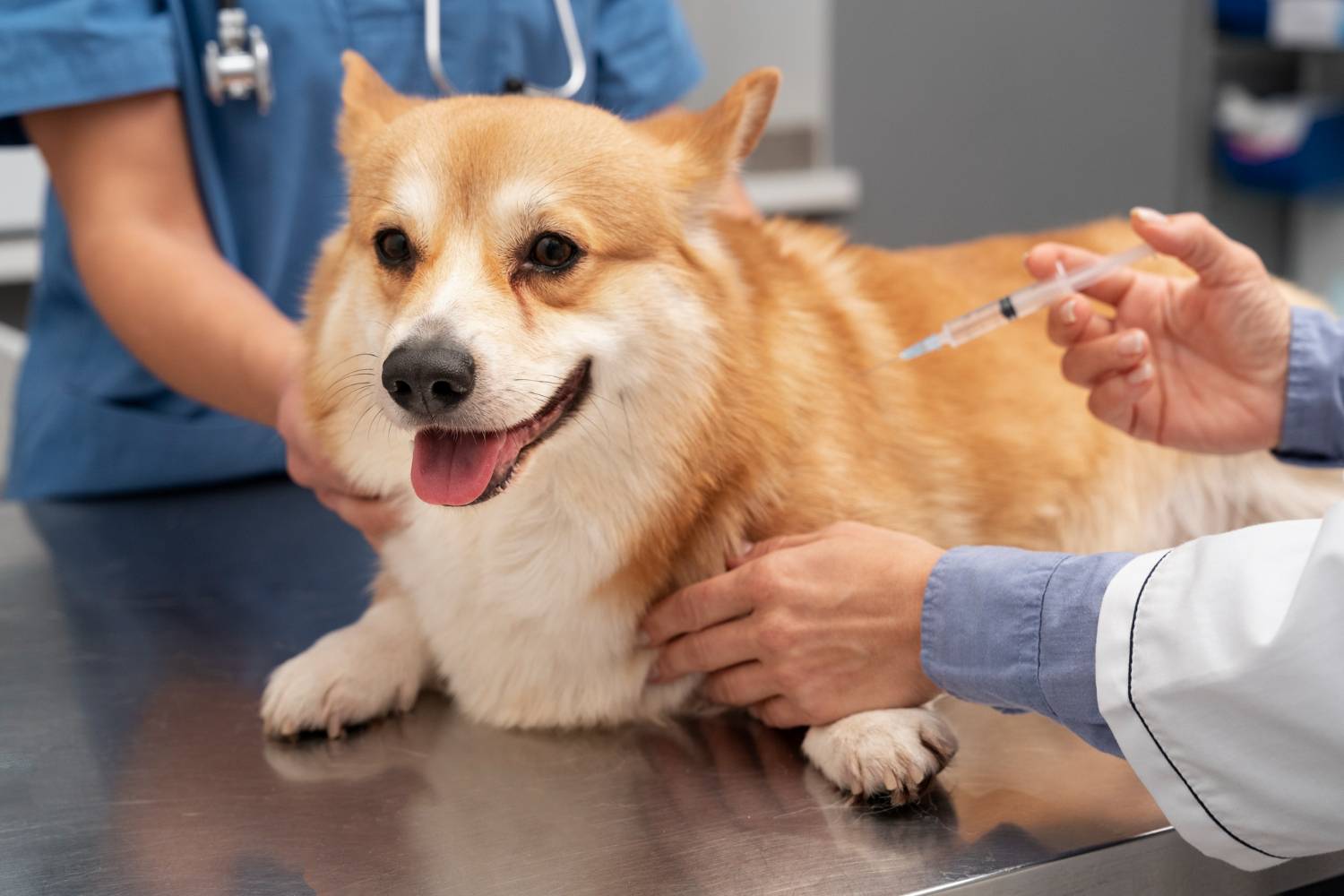 quais s&atilde;o as 3 primeiras vacinas para cachorro