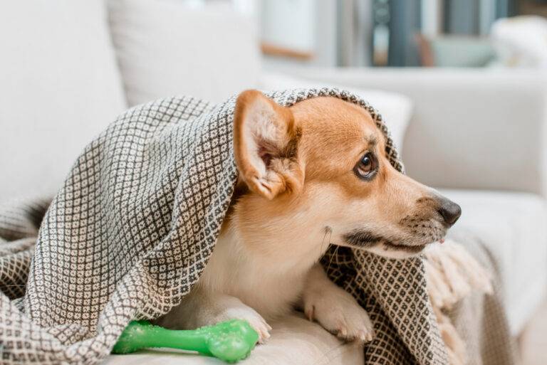 temperatura normal de cachorro