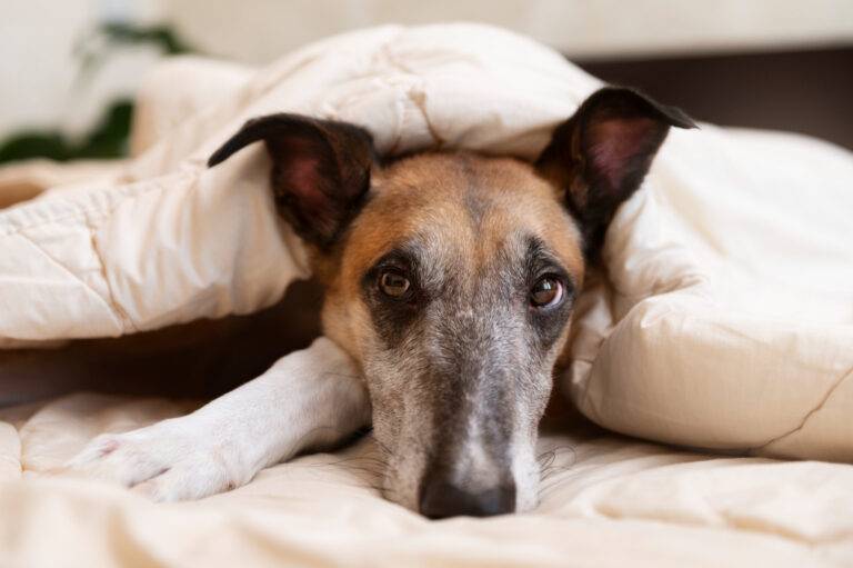 tipos de vermes de cachorro