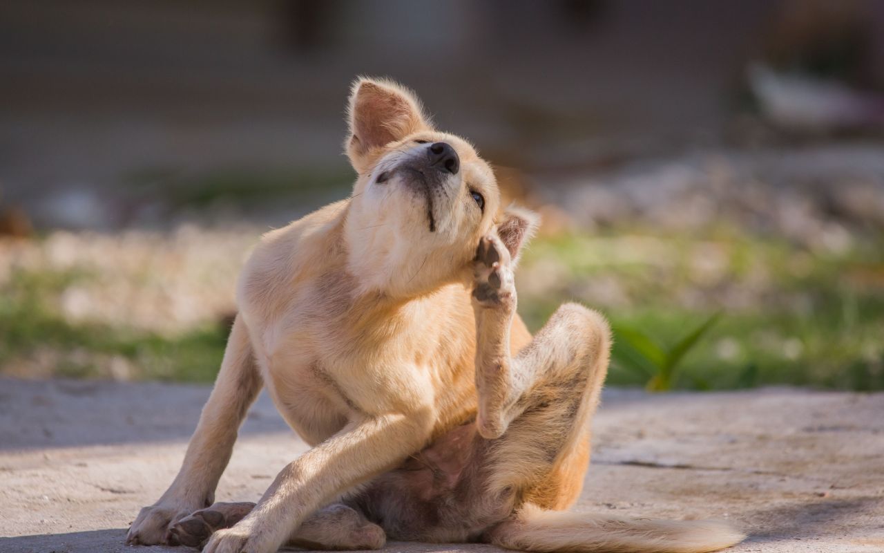 Pulga de cachorro