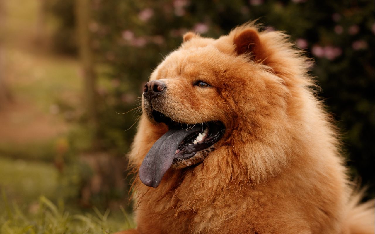 cachorra da língua roxa