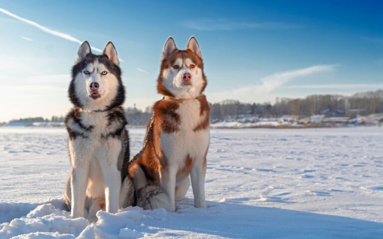 cachorra da neve