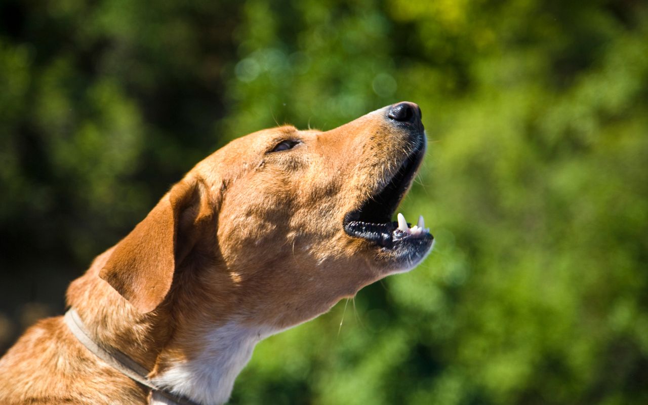 cachorro engasgado
