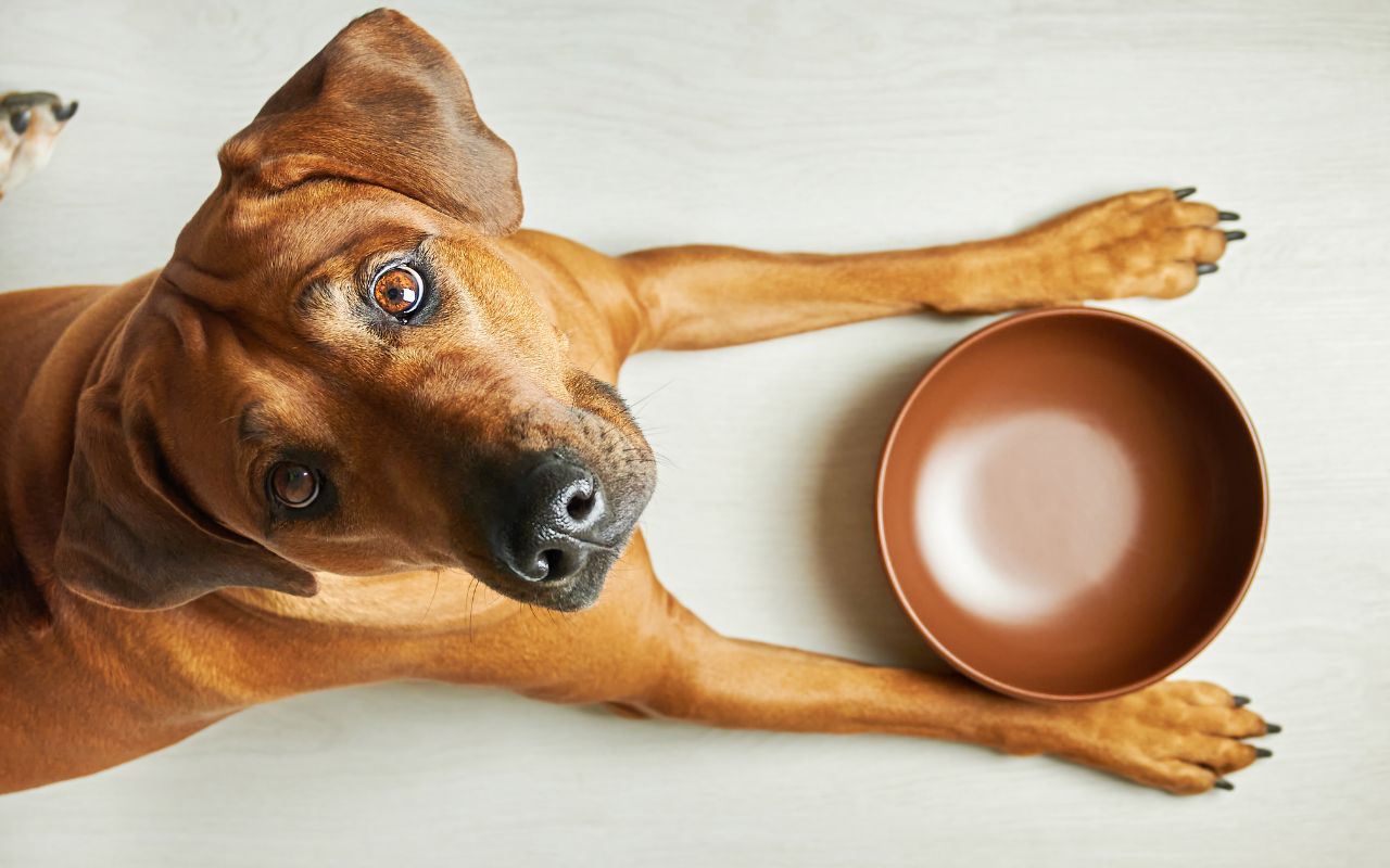 cachorro pode comer mel&atilde;o