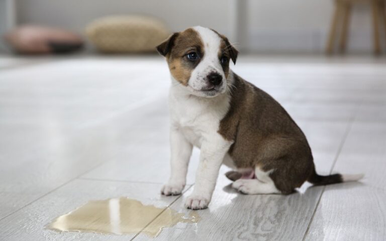 como tirar cheiro de xixi de cachorro
