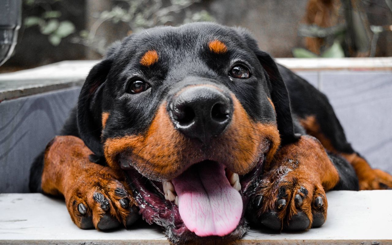nome forte para cachorro masculino