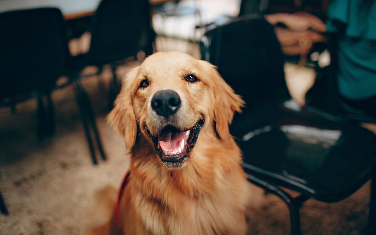 nomes de cachorro