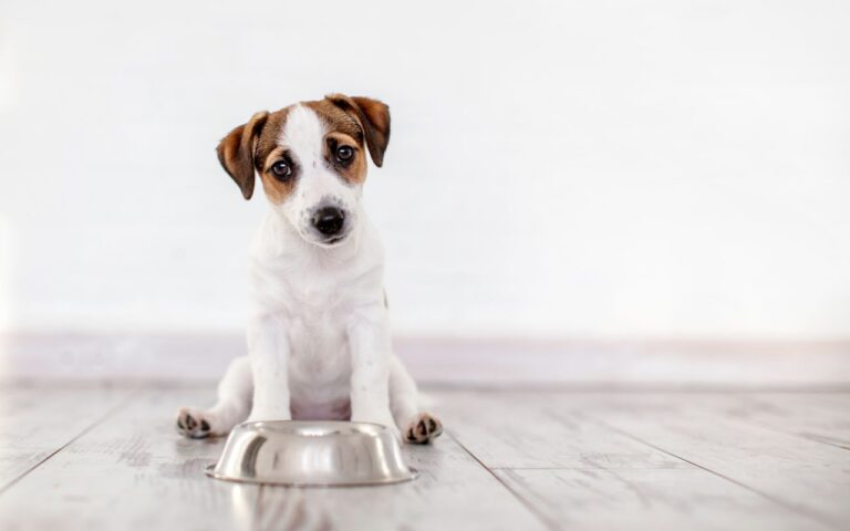pode dar goiaba para cachorro