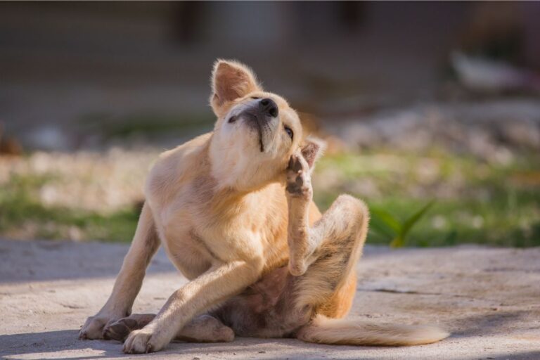 cachorro se coçando muito