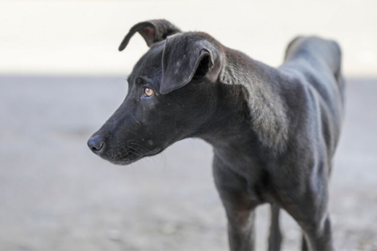 cachorros magros