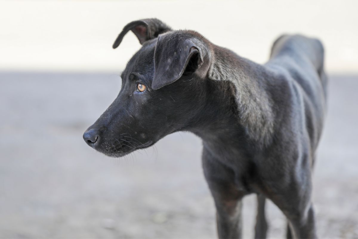 cachorros magros
