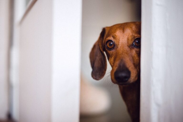 convulsão em cachorro