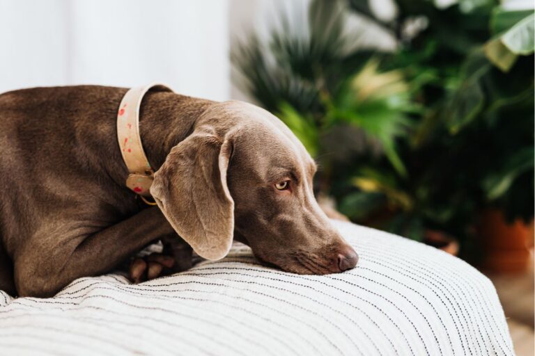 feij&atilde;o faz mal para cachorro