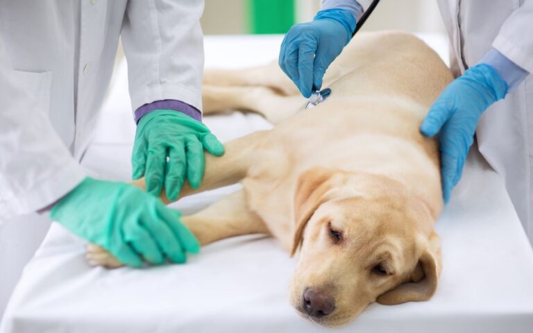 cachorro com convulsão pode morrer